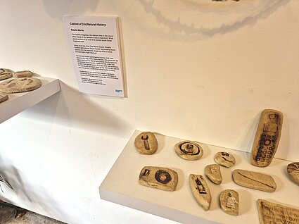 Cabinet of (un)Natural History exhibition at The Folkestone Fringe Triennial  by Rosalie Morris