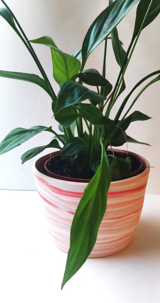 Sandgate ceramics portfolio red and white Parian pot thrown
